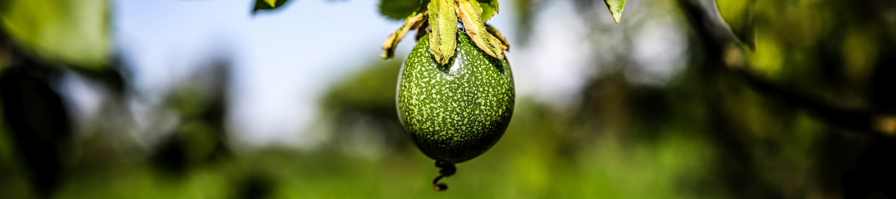 Grüne Frucht hängt an einem Baum.